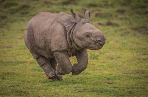 Meet Akeno the Baby Rhino at Chester Zoo | Chester zoo, Baby animals ...