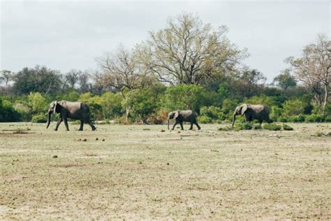 Sabi Sands Vs Kruger - Which Is Better? | Anywhere We Roam