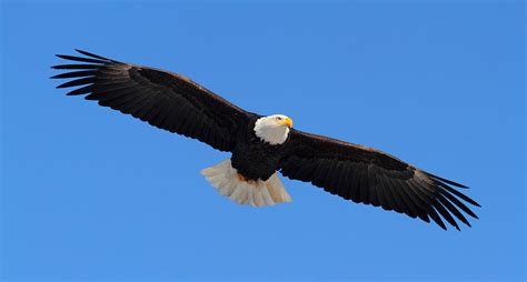 American Eagle Flying