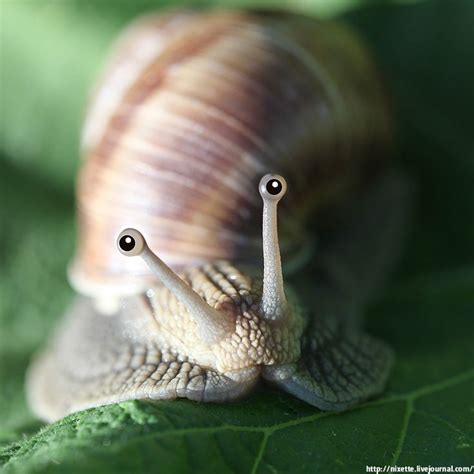 Pin by Cat Grayson on CREATURES OF GOD II | Snail, Animals beautiful ...