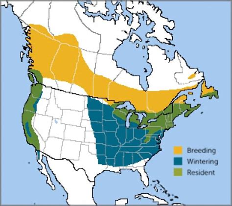 Purple Finch - American Bird Conservancy