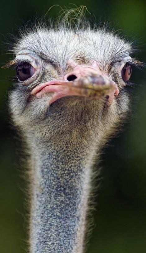 36 best Ostrich-funny faces. ~**~ images on Pinterest | Ostriches ...