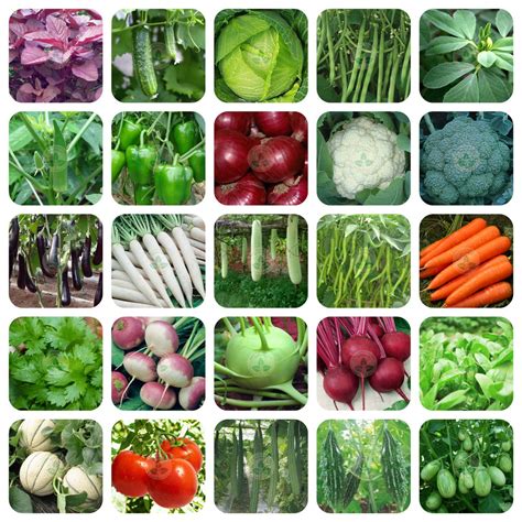 Buy Only For Organic 25 Variety Of Vegetable Seeds With 25 Grow Bags ...