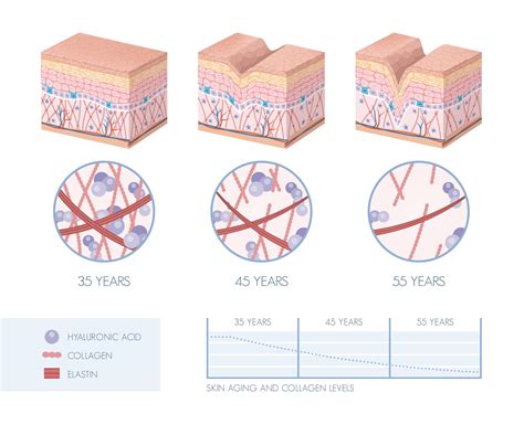 Extrinsic vs. Intrinsic Aging: Understanding the Differences - GalBaia