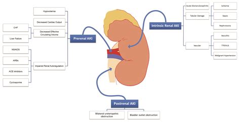 Acute kidney injury pathophysiology - wikidoc