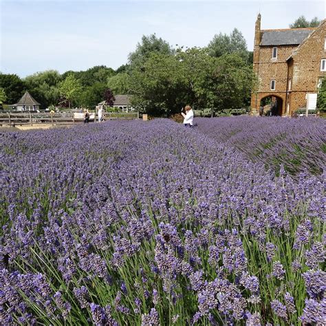 Norfolk Lavender (Heacham) - 2021 All You Need to Know BEFORE You Go ...