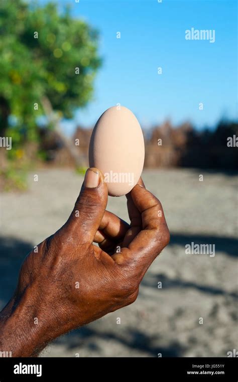 Megapode egg, Savo island, Salomon Islands, Pacific Stock Photo - Alamy