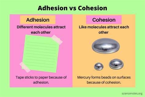 Describe the Difference Between Adhesion and Cohesion - DianakruwYates