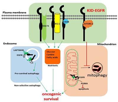 Frontiers | Rethink of EGFR in Cancer With Its Kinase Independent ...