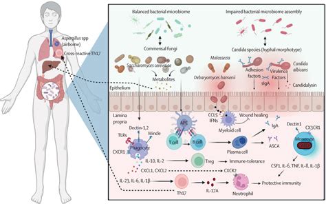 The gut mycobiome in health, disease, and clinical applications in ...