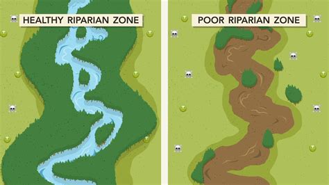 Welcome to the Riparian Zone | One of the best things we can do to ...