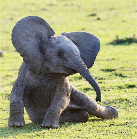 30 Baby Elephants That Will Instantly Make You Smile | Baby animals ...