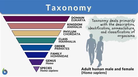 Animal Classification Chart Kingdom Phylum Class Order Family Genus Species