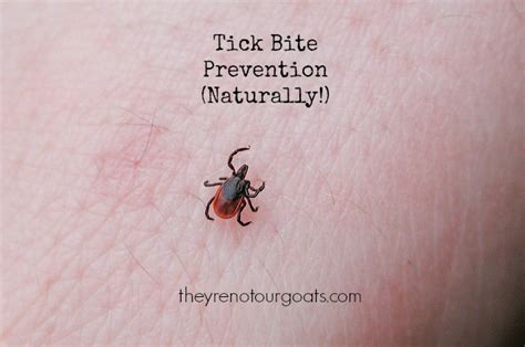 Tick Bite Prevention (Naturally!) - They're Not Our Goats