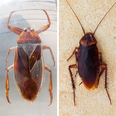 Water Bugs vs. Cockroaches: What's the Difference?