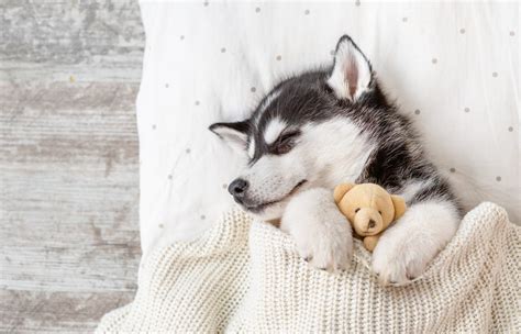 My Puppy Husky HD Wallpapers New Tab - MyStart