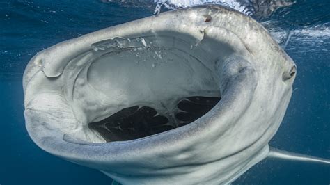 Whale Sharks Have Teeth Where You Might Not Expect Them