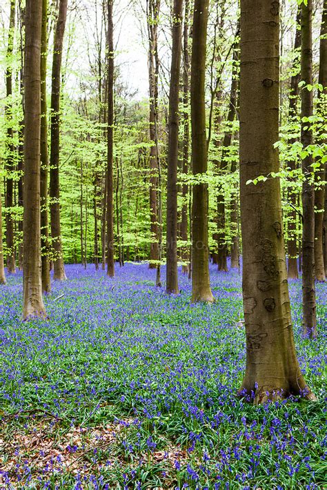 Bluebells in the Bois de Halle, Hallerbos, Belgium | Dave Walsh ...