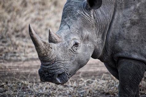 High price of rhino horn leaves bloody trail across the globe