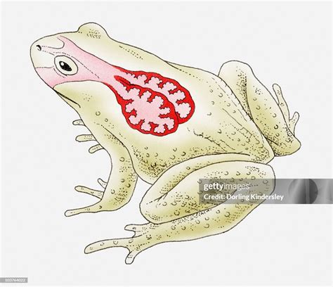 Illustration Of A Frogs Lungs High-Res Vector Graphic - Getty Images