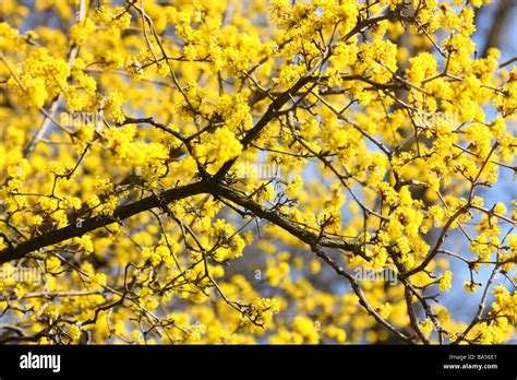 Cornelian cherry blossom Cornus mas Stock Photo - Alamy