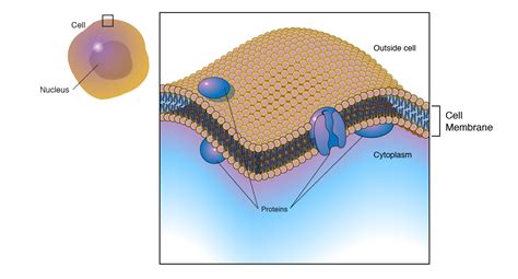 Plasma Membrane (Cell Membrane)