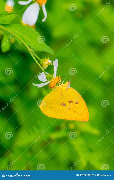 Yellow Butterfly on Flower in the Garden Stock Image - Image of ...