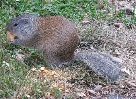 Franklin’s Ground Squirrel Project - Nature Alberta