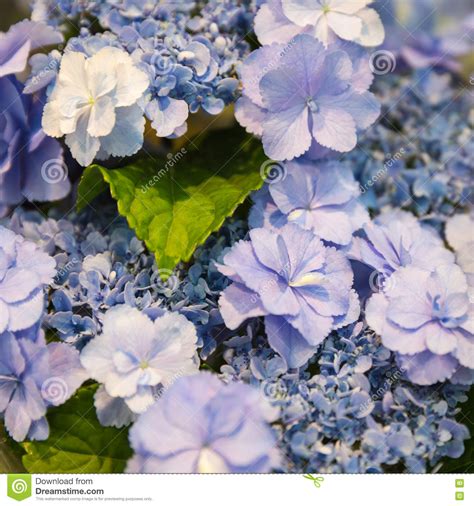 Purple Hydrangea Flower in Japan Stock Image - Image of leaf, season ...