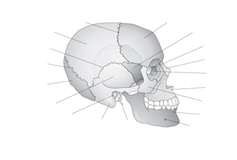 Skull Bone quiz Diagram | Quizlet