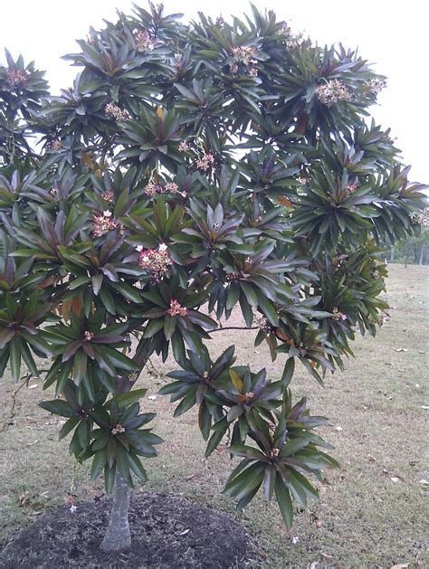 Plants found in Singapore: Cerbera odollam rubra