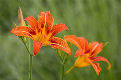 DayLily: Grow & Care for Hemerocallis Fulva - RayaGarden