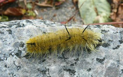 Caterpillar - Acronicta americana - BugGuide.Net