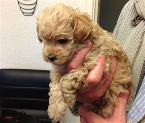 Maltipoo Puppies For Sale | Richmond, VA #231572 | Petzlover