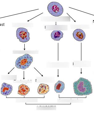 BSC 250 Regan Test 3 Ch 19 Hemocytoblast Differentiation Diagram ...