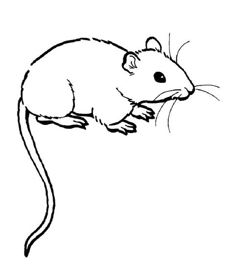 Cute Rat Drawing | Free download on ClipArtMag