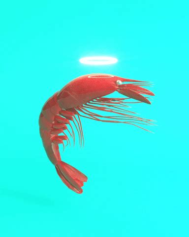 Shrimp GIFs - Find & Share on GIPHY