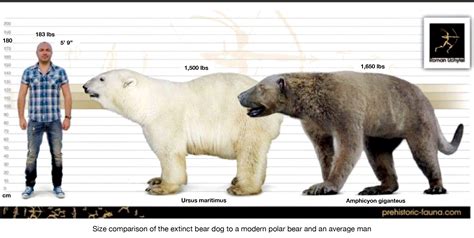 Bear Size Comparison Chart