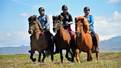 Icelandic Horse | Iceland | HorseXplore