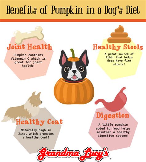 The Benefits of Pumpkin In Your Dog's Diet – Grandma Lucy's