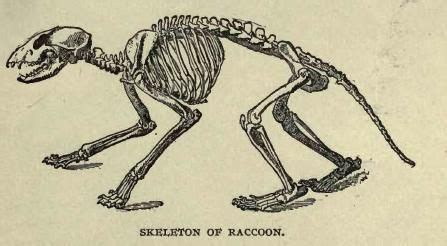 Raccoon skeleton. | Raccoon, Life drawing reference, Skeleton drawings