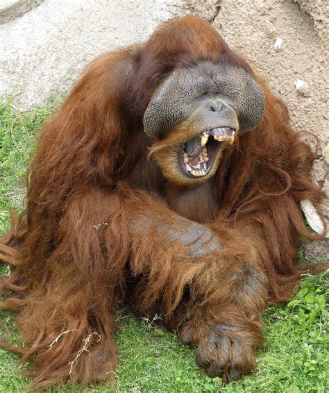 Restr:Male Orangutan.jpg — Wikipedia