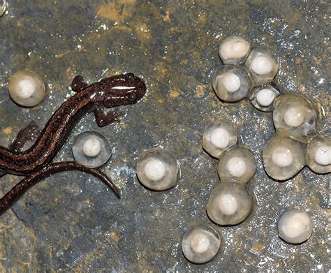 Salamander and newt | San Diego Zoo Wildlife Explorers