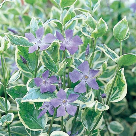 Proven Accents® 'variegata' - Variegated Vinca Vine - Vinca major ...