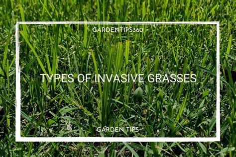 Types of invasive grasses and how to get rid of them | Grass