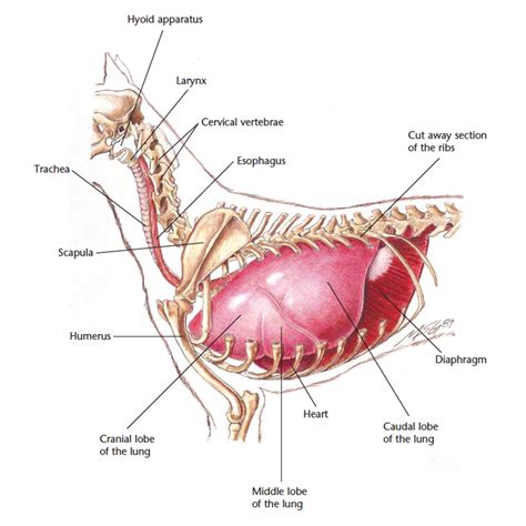 Hills Pet Nutrition | Dog Thorax Diagram - hyoid, trachea, esophagus ...