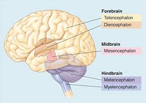 Disordered Brain