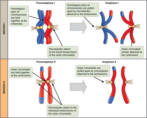 Where Are Chromosomes Found During Metaphase