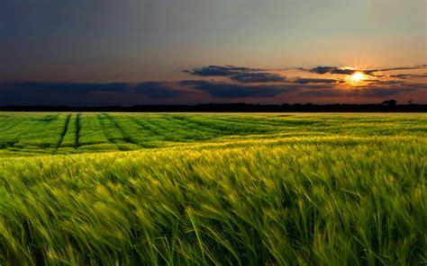 Green wheat field sunset wallpaper | 1920x1200 | #30543