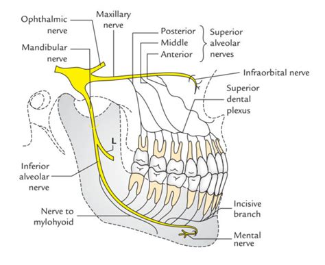 Inferior Alveolar Nerve – Earth's Lab